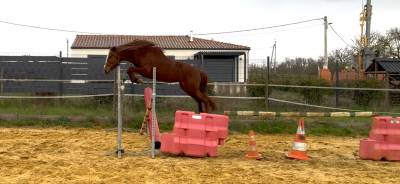 Entire Connemara For sale 2021 Chesnut