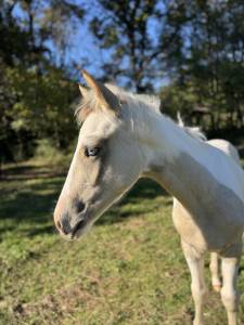 Veulen (ml) franse rijpony pfs te koop 2025 bont