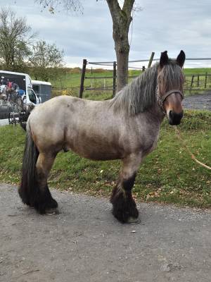 Joli cheval de trait brabançon 4ans