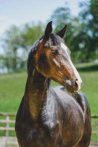 Pouliniere hanovrienne 6 ans pleine pour 2026 dressage