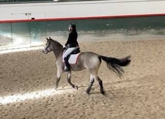 Très jolie ponette isabelle 2018