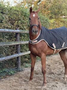 Hongre 6 ans idéal amateur