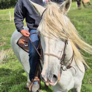 Gelding pre pure spanish bred for sale 2008 grey