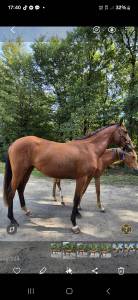 Keastern bunny z .jument ne le 09/04/2023.zangersheide 