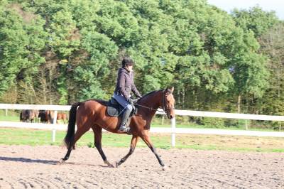 Keastern bunny z .jument ne le 09/04/2023.zangersheide 