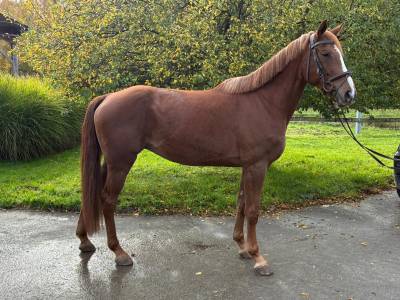 Superbe jument SBS  de Famille / Obstacle