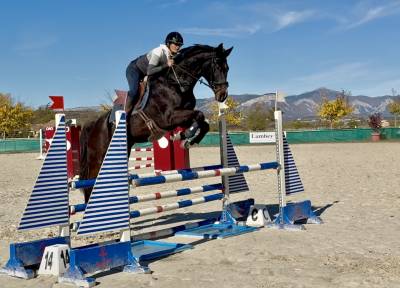 Hongre sf 6 ans cso/cce