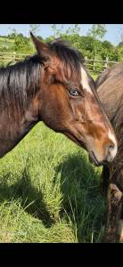 Puledro quarter horse in vendita 2024 baio ,  easy smarty gun