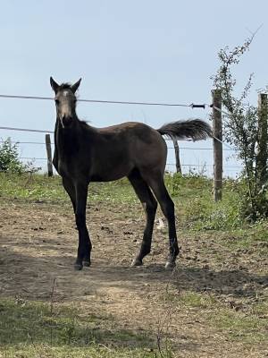 Poulain de 6 mois – isabelle fumée 