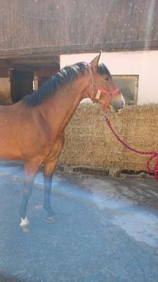Caballo entero silla francés en venta 2021 bayo por very star kerveyer