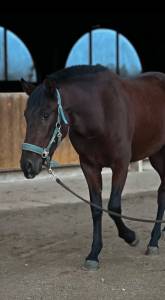 Cavalla pre andaluso in vendita 2023 baio