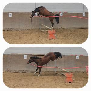 Cavalla pony da sella belgio in vendita 2022 baio scuro ,  washington van het klavert je