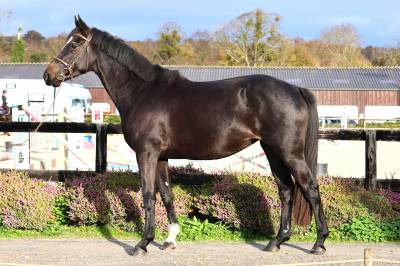 Mare selle français for sale 2022 dark bay