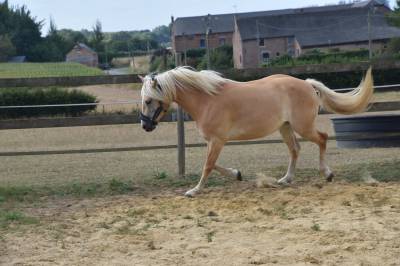 Fattrice haflinger in vendita 2018 sauro