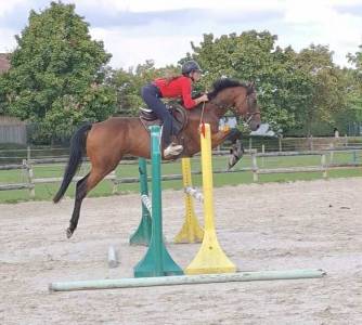 Castrone purosangue in vendita 2021 baio