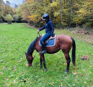 Cavalla purosangue inglese in vendita 2023 baio