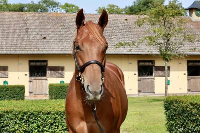 Puledra purosangue inglese in vendita 2023 sauro , sea the moon