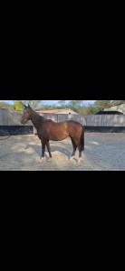 Castrone purosangue inglese in vendita 2021 baio scuro , shalaa