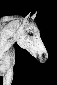 Caballo castrado pura sangre inglés en venta 2011 tordo