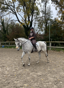 Gelding english thoroughbred for sale 2011 grey