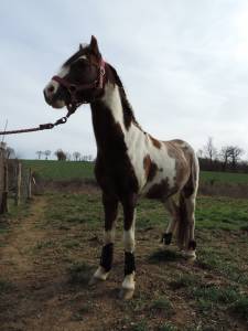 Gelding No Origin Recorded For sale 2012 Coloured