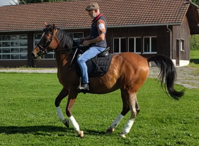 Hongre espagnol 11 ans pour équitation de travail