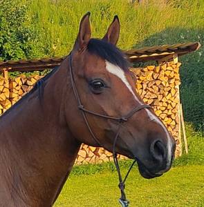 Hongre espagnol 11 ans pour équitation de travail