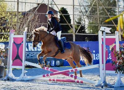 Hongre Autre Race de Poney A vendre 2014 Autre couleur