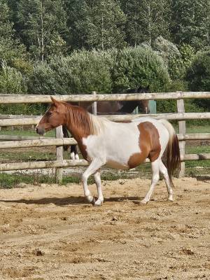 Ponette poulinière pie de 6 ans suite de sa pouliche 