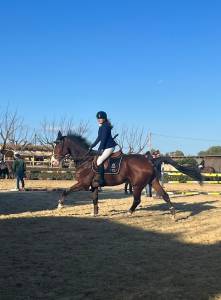 Flash m - cavallo ollandese del 2010