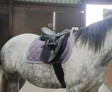 Selle wintec 500 wide 17,5 pouces