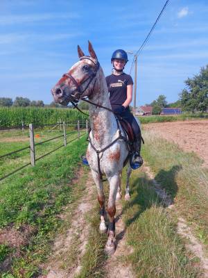 Hongre 6 ans nrps apallosa