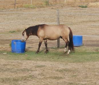 Gelding Origin Recorded For sale 2024 Buckskin