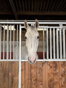 Très gentil hongre de 8 ans 