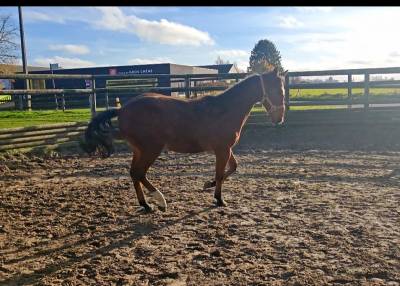 Pouliche aes de 17 mois 