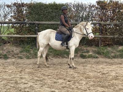 Poney loisir pp appaloosa