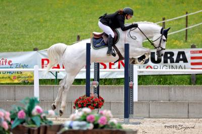 Oldenburg-international (os), gelding, 14 ans