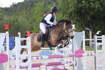 Gelding Connemara For loan 2010 Buckskin