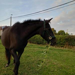 Belle jument espagnole avec papiers  – 1000 € - Liège