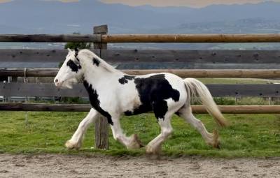 Cavalla cob irlandese in vendita 2020 pezzato