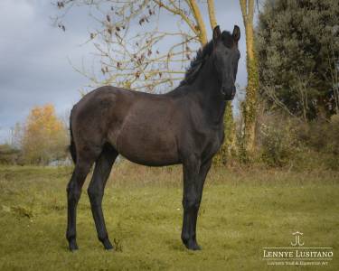 Colt lusitano for sale 2024 black