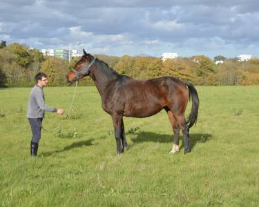 Cheval de 4 ans par quartz rouge