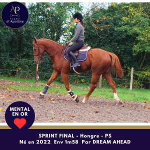 Jeune cheval top mental très facile