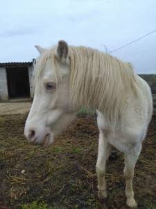 Cavalla welsh part bred in vendita 2015 crema