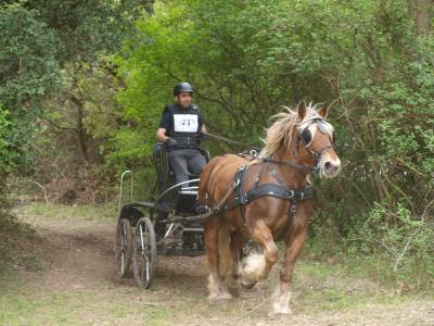 Rijtuigen - Marathon competitie - Ander merk -  