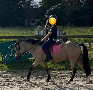 Merrie Welsh Pony (Section B) Half pension 2019 Isabel