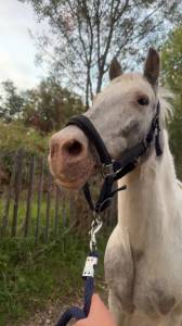 Gelding No Origin Recorded For sale 2007 Coloured