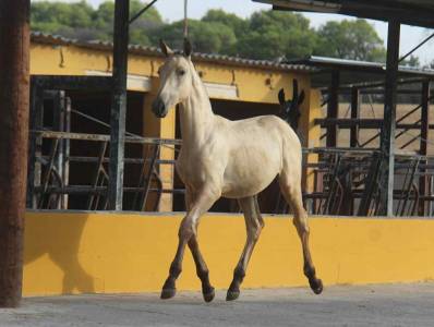 Puledra pre andaluso in vendita 2025 isabella