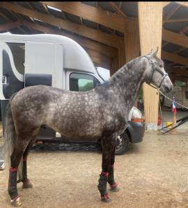 Castrone lusitano in vendita 2017 grigio ,  riopele