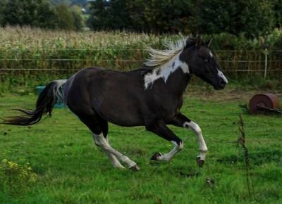 Mystic Sailor rascal kl - Paint Horse 2022
